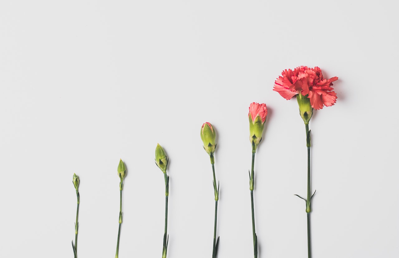 Data Visualization. Picture of six carnations lined up as a bar graph. Photo by Edward Howell on Unsplash.